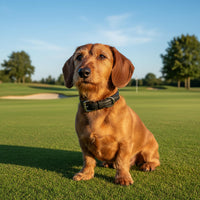 Thumbnail for Teckel collier cuir noir