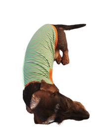 Miniaturbild für Body Special Dackel