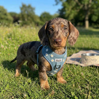 Miniaturansicht für Welpengeschirr „Daisy“ aus Denim