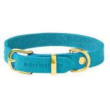 Collie Chien Cuir Bleu