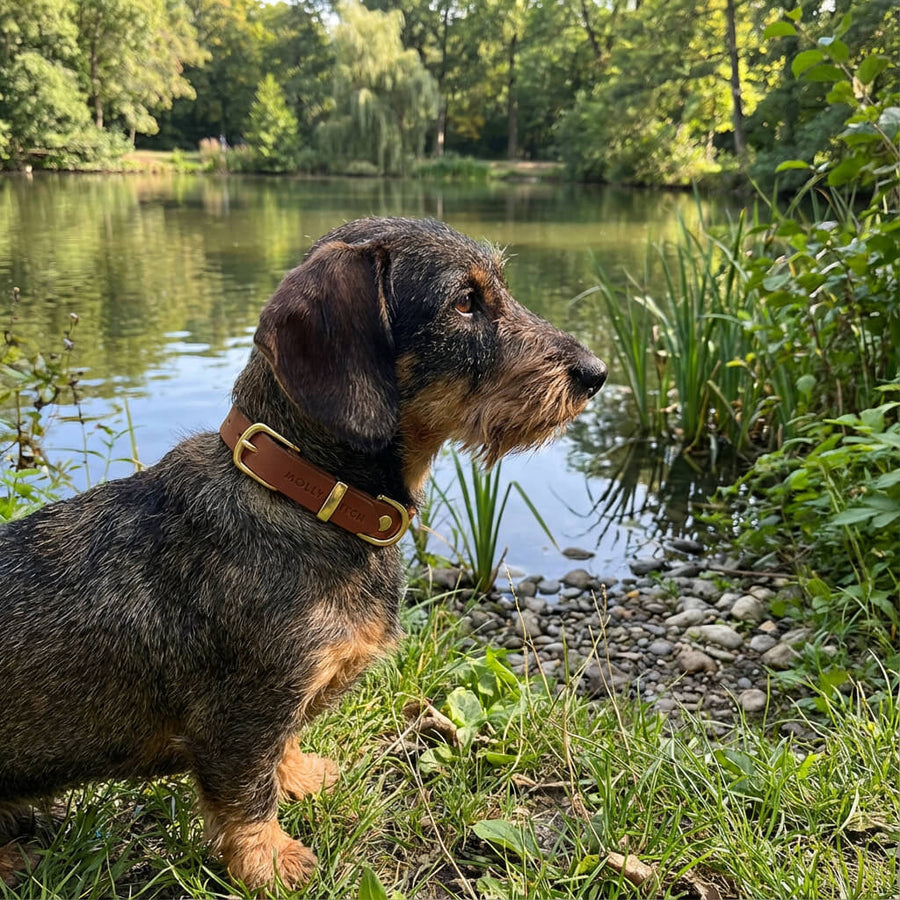 Collier cuir cognac sur teckel poil dur