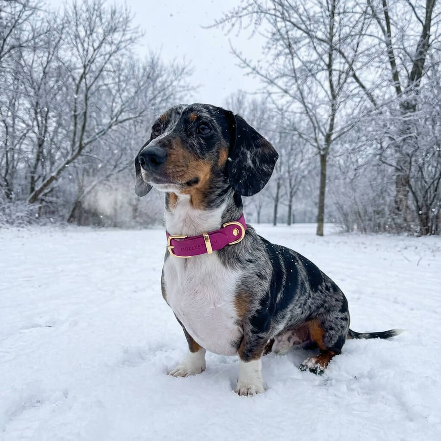 Collier cuir rose teckel arlequin