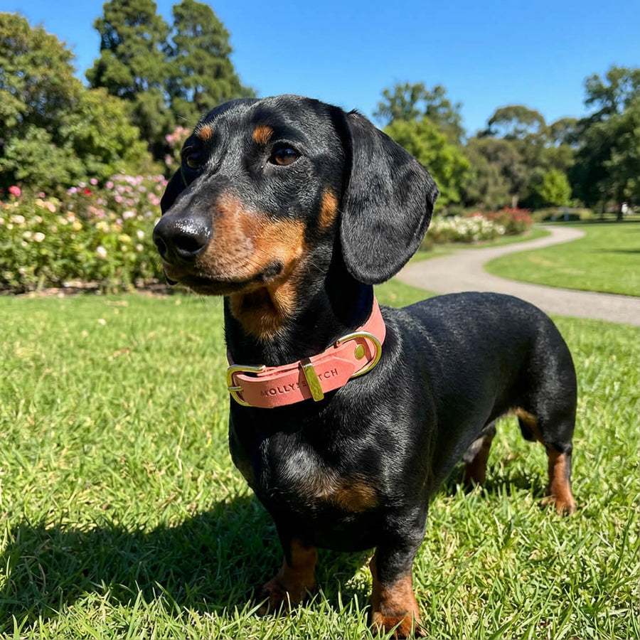 Halsband aus rosa Leder für Dackel mit kurzem Fell