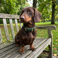 Thumbnail for Collier Cuir Vert Foret Teckel