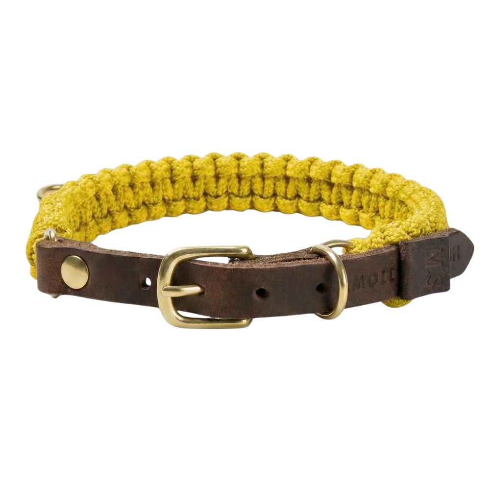 gelbes Hundehalsband aus Kordel