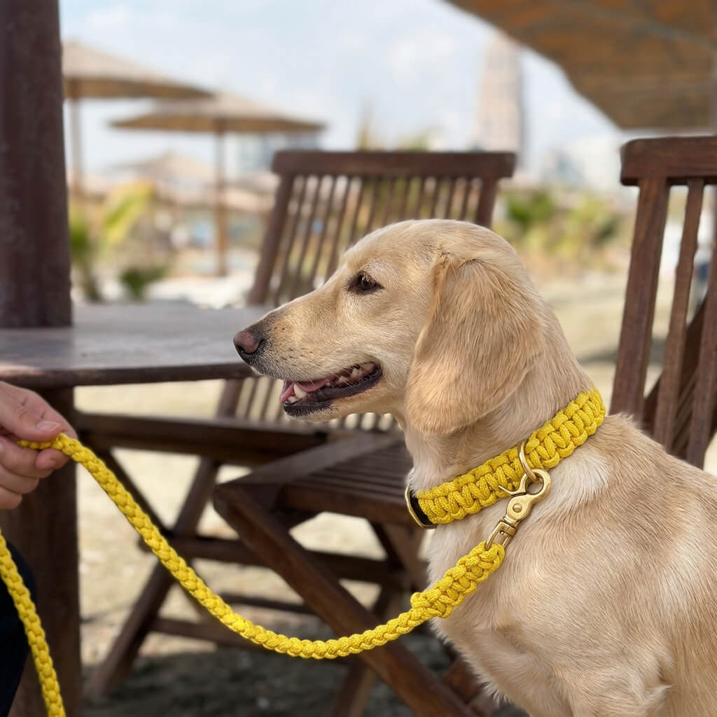 collier laisse corde chien jaune