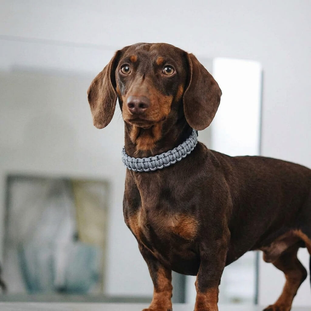 Graues Dackelhalsband aus Stoff und Leder