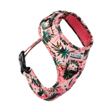 Harnais chien teckel