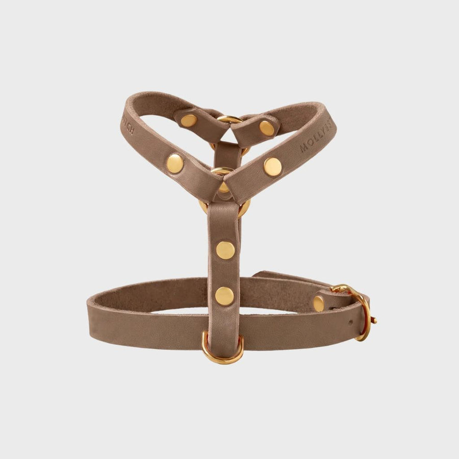 harnais cuir teckel petit chien taupe