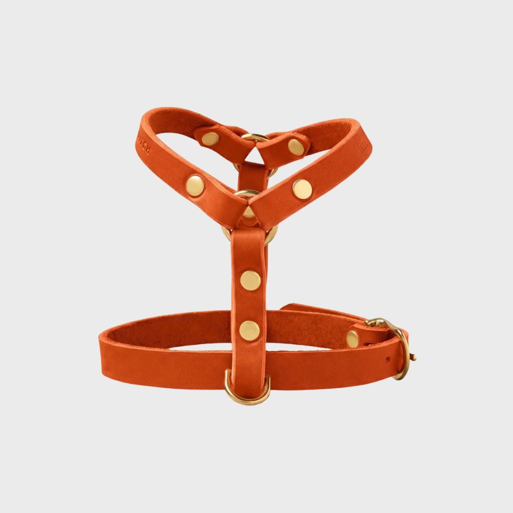 Ledergeschirr für Dackel in der Farbe „Mango Orange“