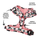 harnais pour chien original