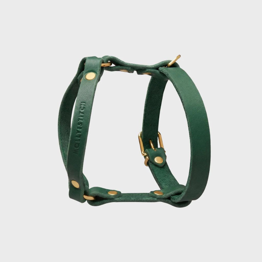 harnais pour teckel cuir vert y