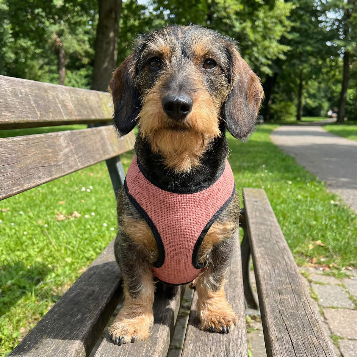 Harnais rose chien teckel
