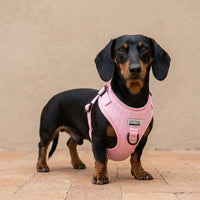 Miniaturbild für rosa Dackel-Halsband