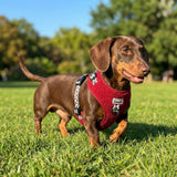 harnais teckel bordeaux leopard