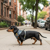 Thumbnail for Harnais Teckel Butterfly