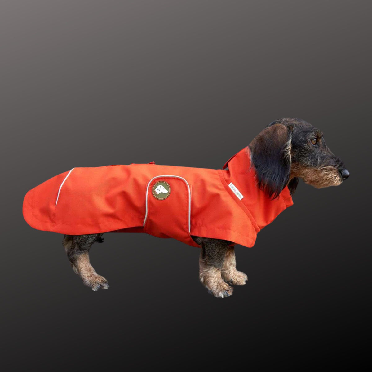 imper orange teckel nain