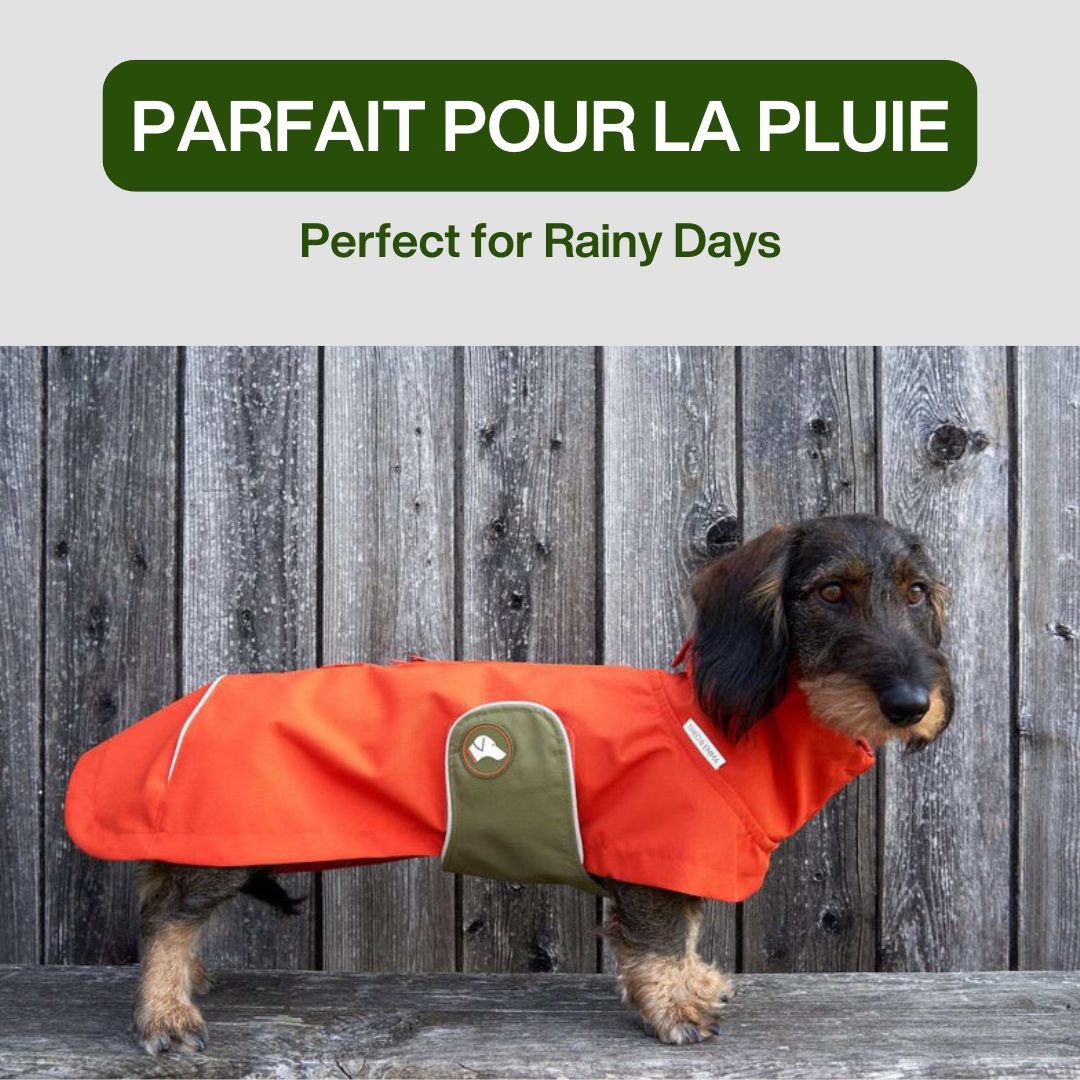 impermeable special teckel chien pluie