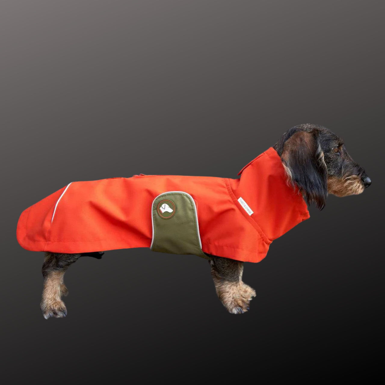 Vêtement Teckel <br> Imperméable Cooper Citrouille