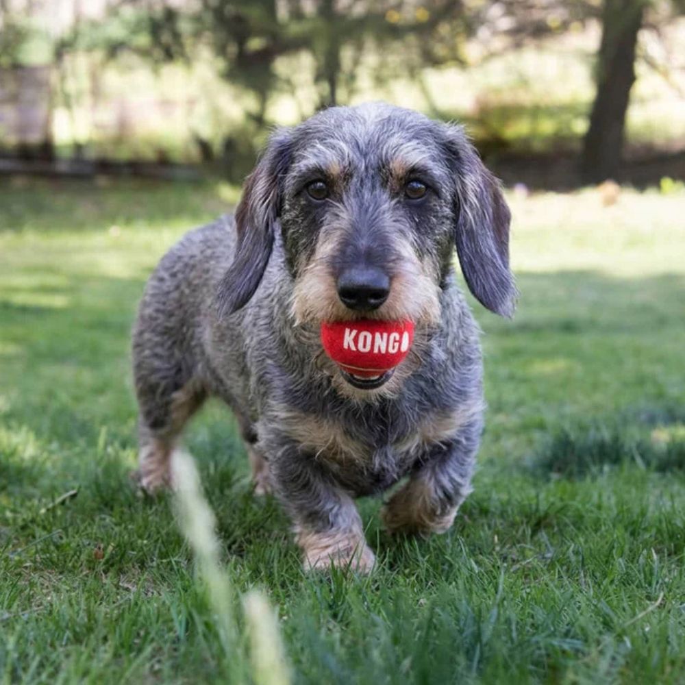 jouet teckel balle kong