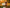 kit du teckel offert teckelshop
