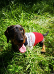 Chien Teckel avec Pull fait main