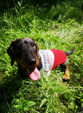 Chien Teckel avec Pull fait main