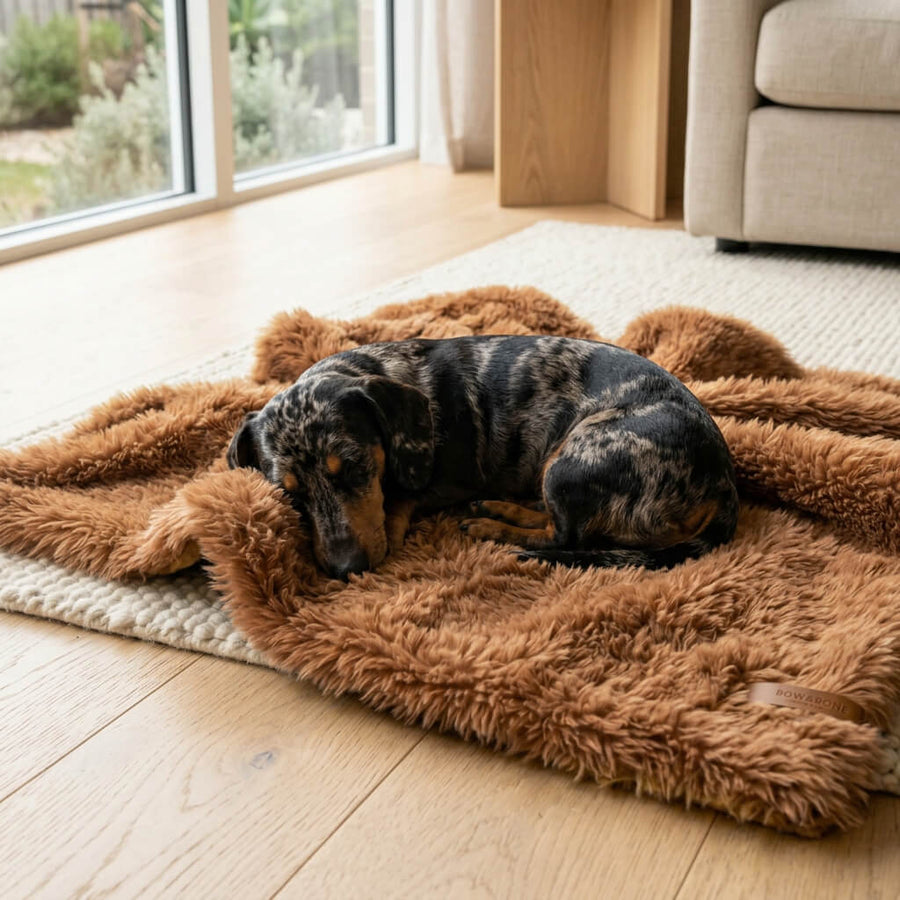 Plaid fourrure teckel