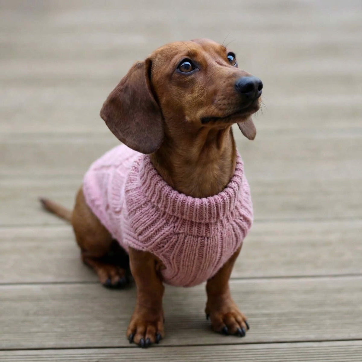 Pullover mit Dackelmotiv
