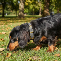 Thumbnail für Dackel mit grauem Lederhalsband