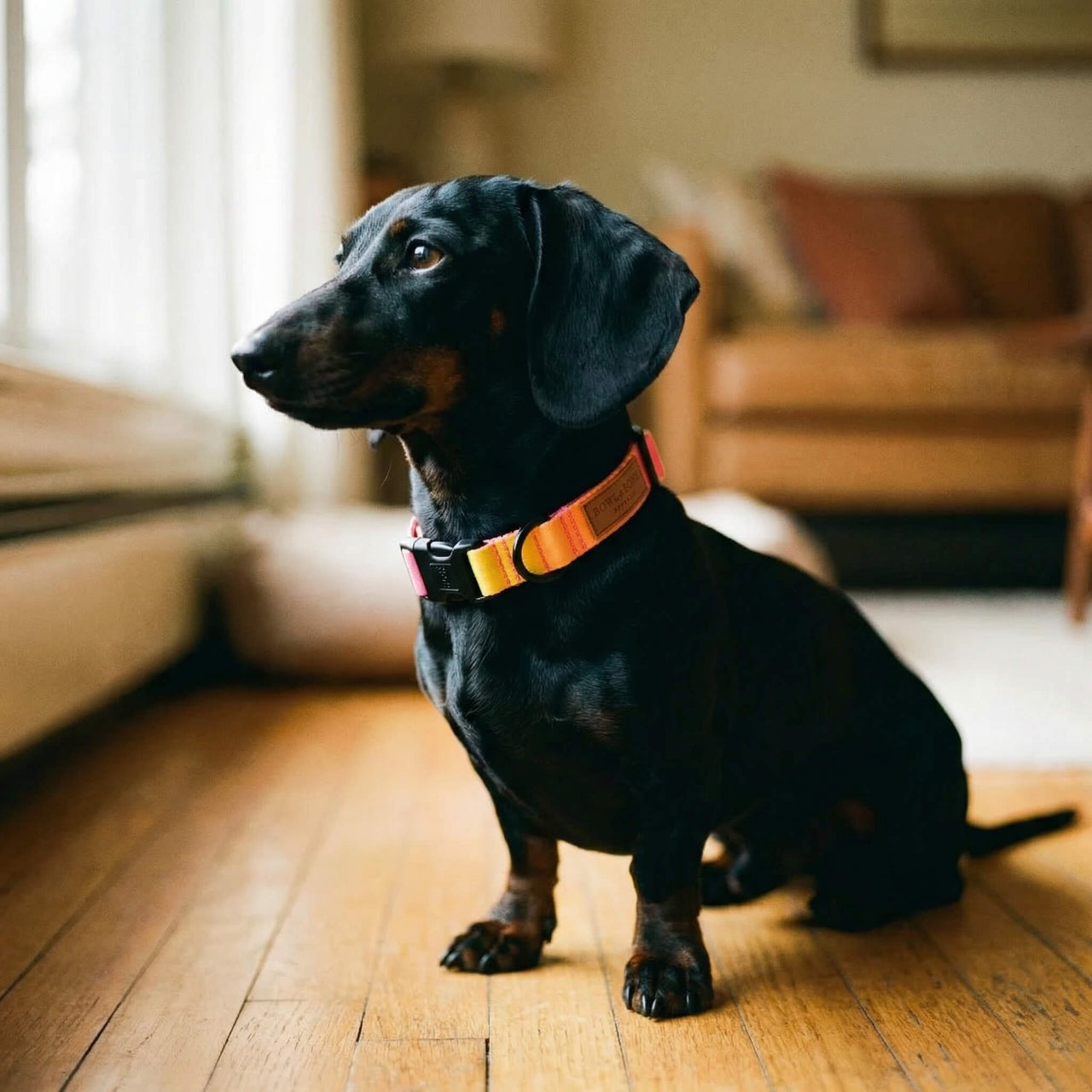 teckel avec collier en couleur gradient
