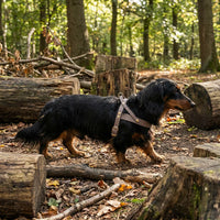 Thumbnail for Teckel avec harnais cuir luxe taupe