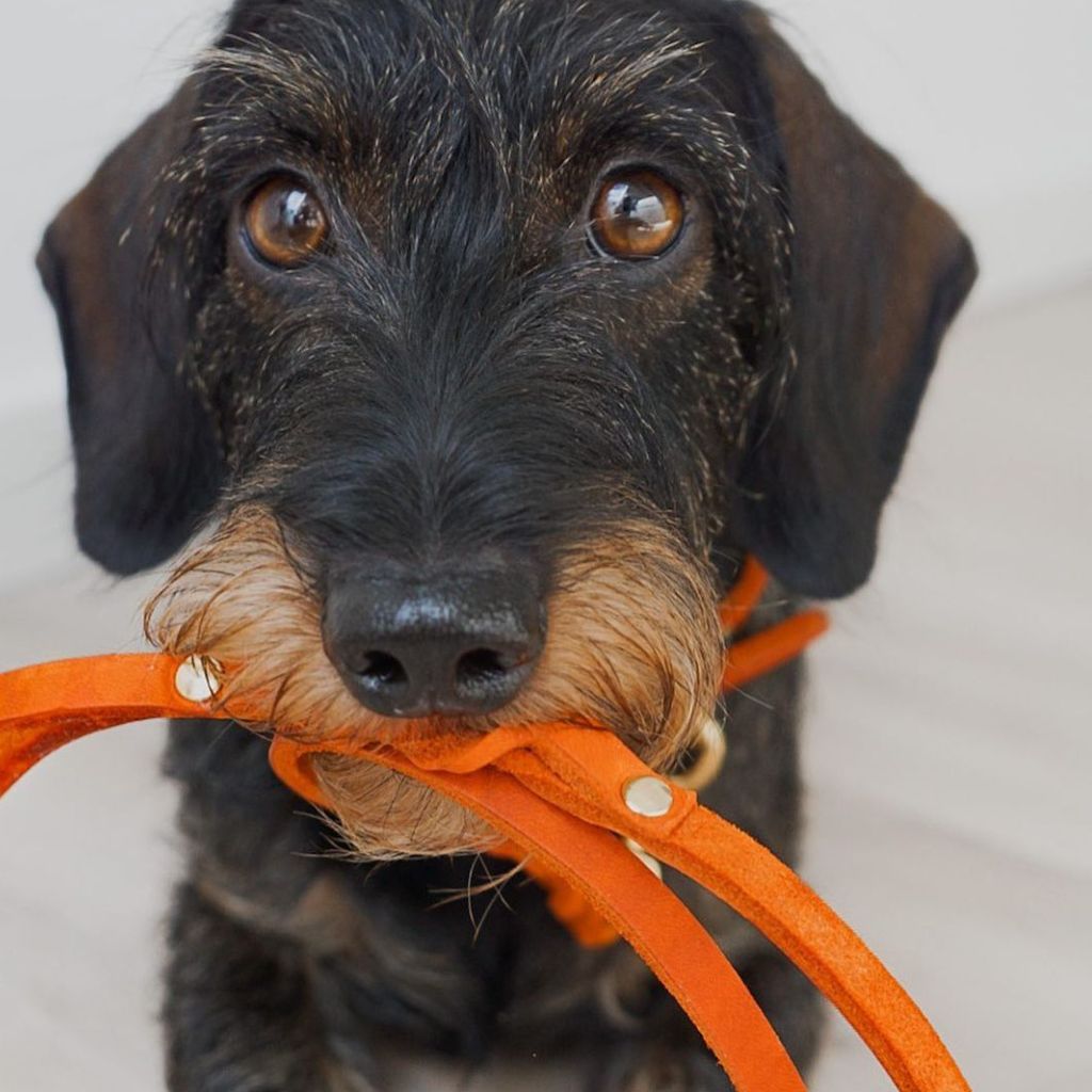 Dackel mit orangefarbener Lederleine
