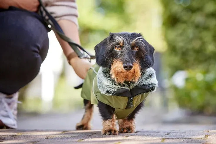 Teckel avec Manteau Imperméable Hiver