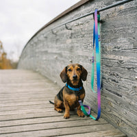 Thumbnail for teckel avec parure couleurs