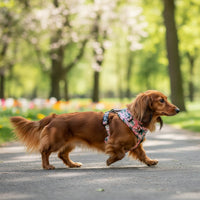 Miniaturbild für Teckel Balade Geschirr