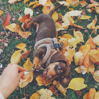 Thumbnail for Teckel chiot harnais fourrure