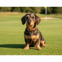 Thumbnail for Teckel Collier Toscan cuir chataigne