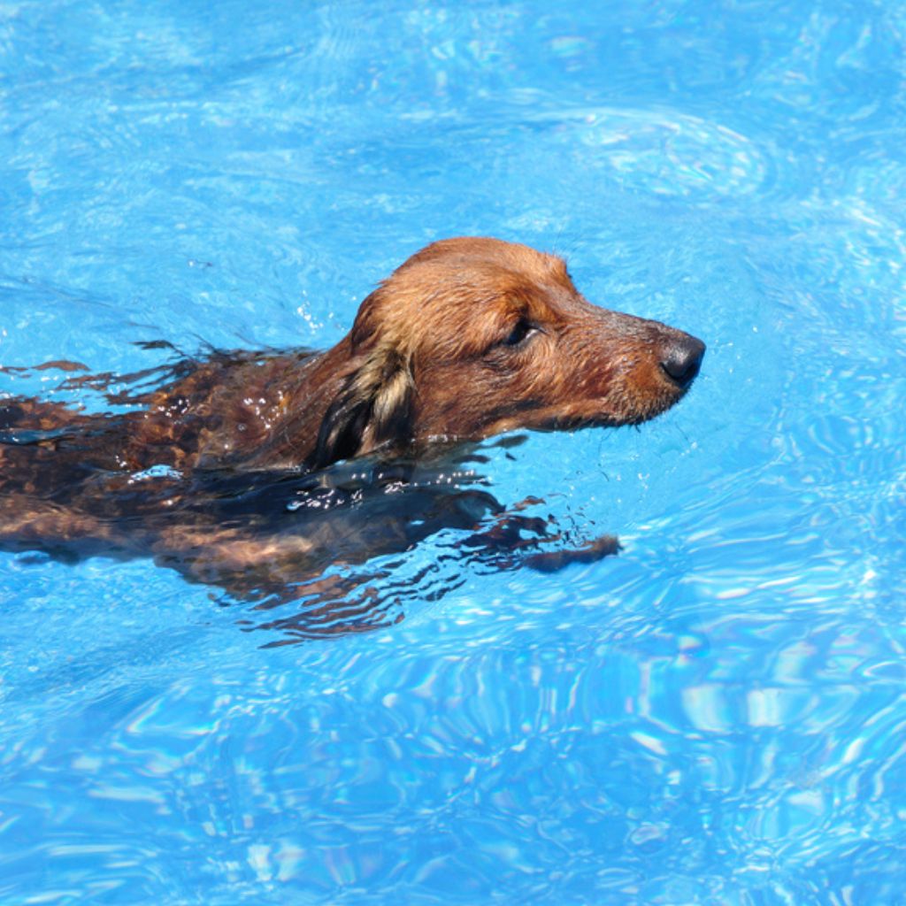 Dackel im Schwimmbecken