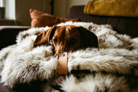 Thumbnail for teckel dans sa couverture chaude