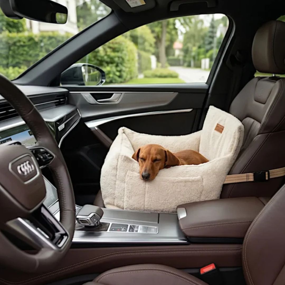 teckel couché dans siège voiture