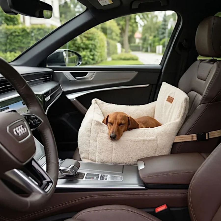 teckel couché dans siège voiture