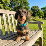 Teckel poil dur collier bleu cuir 