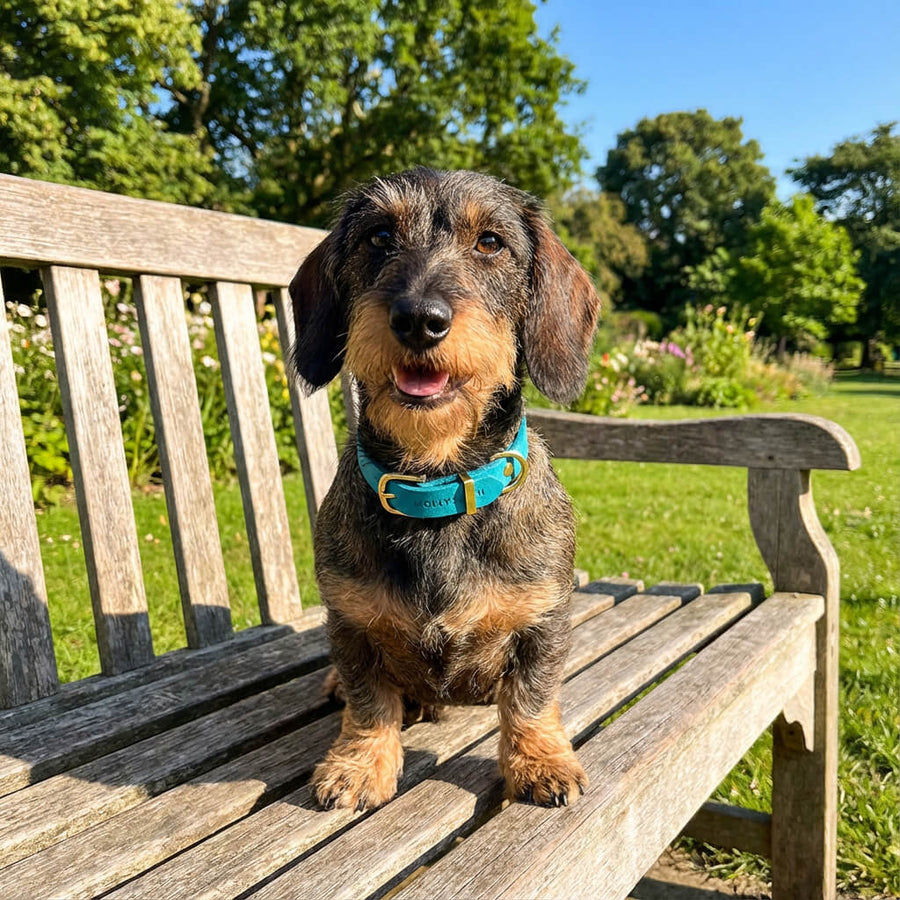 Dackel mit rauem Fell, blaues Lederhalsband 