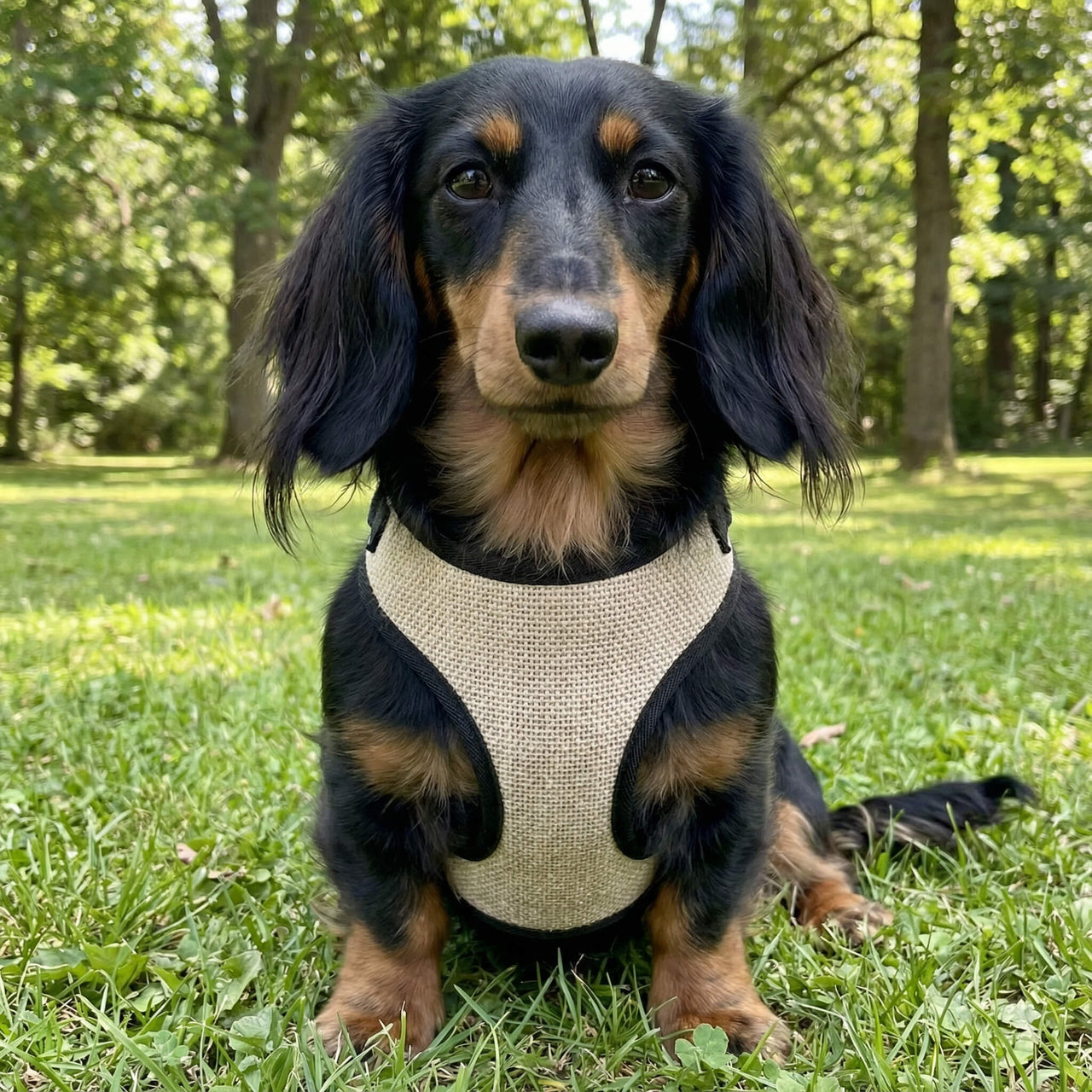 Langhaariger Dackel mit cremefarbenem Geschirr