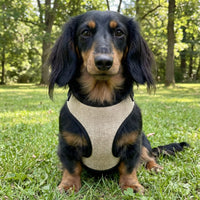 Thumbnail für Langhaardackel mit cremefarbenem Geschirr