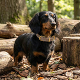 Teckel poil long noir feu collier en cuir