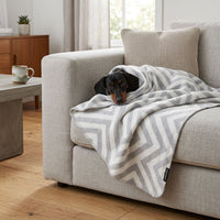 Thumbnail for teckel poil ras avec couverture