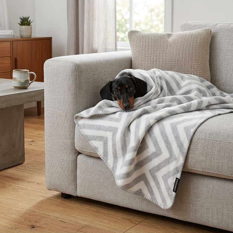 teckel poil ras avec couverture