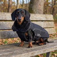 Thumbnail for teckel poil ras avec manteau impermeable